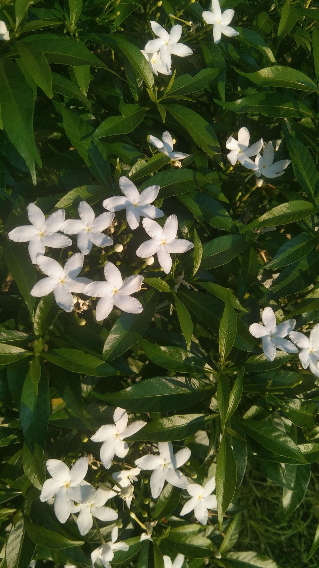 Himalayan Cedar & Jasmine