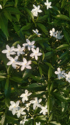 Himalayan Cedar & Jasmine