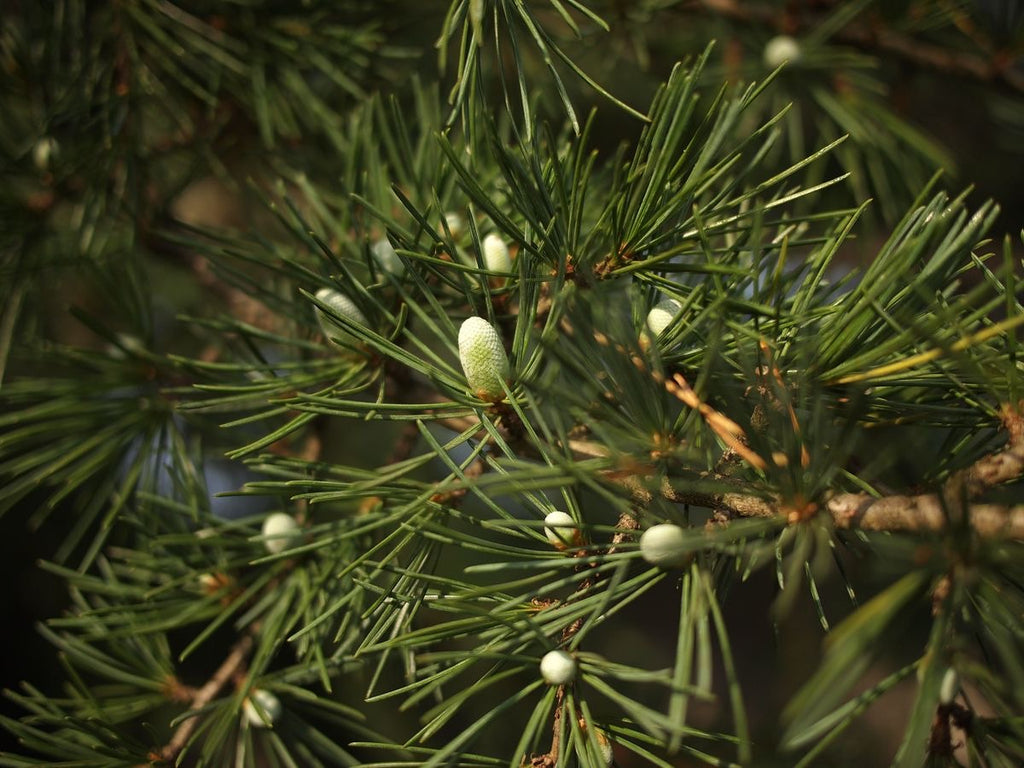 Himalayan Cedar & Jasmine