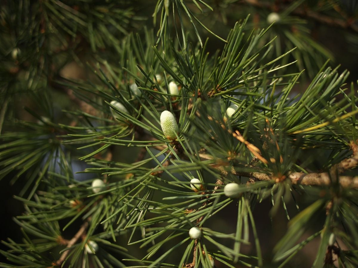 Himalayan Cedar & Jasmine